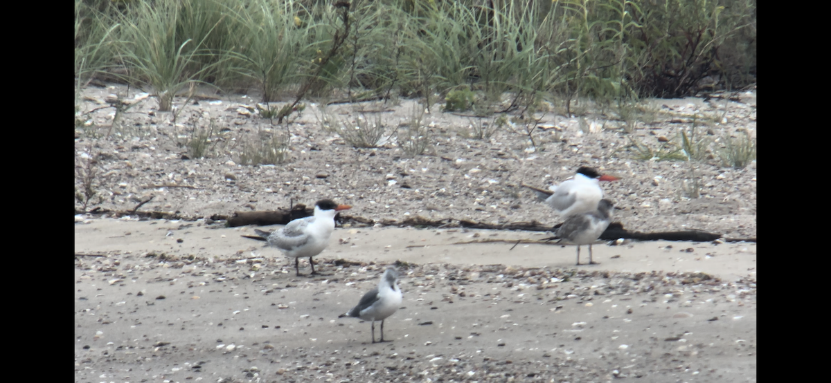 Caspian Tern - ML609296038