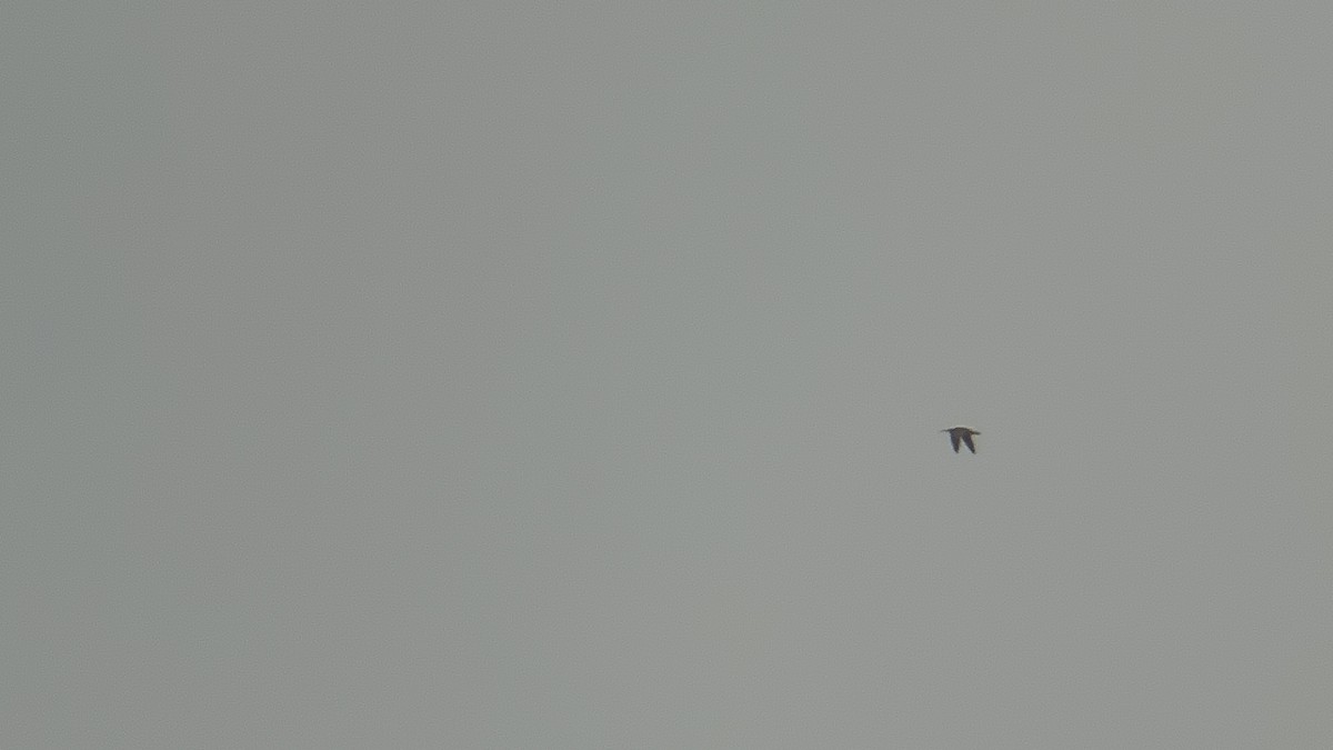 Hudsonian Whimbrel - ML609296068