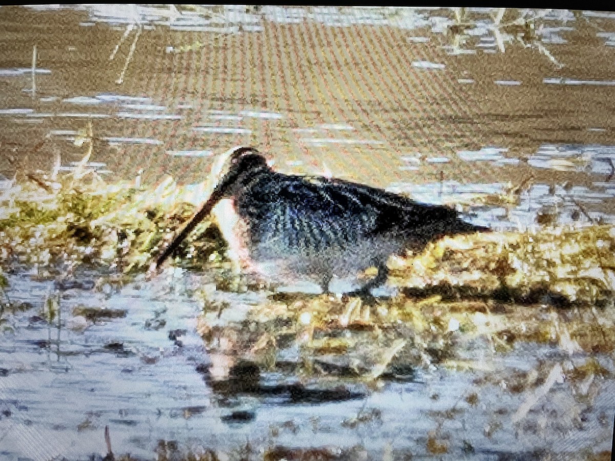 Wilson's Snipe - ML609296079