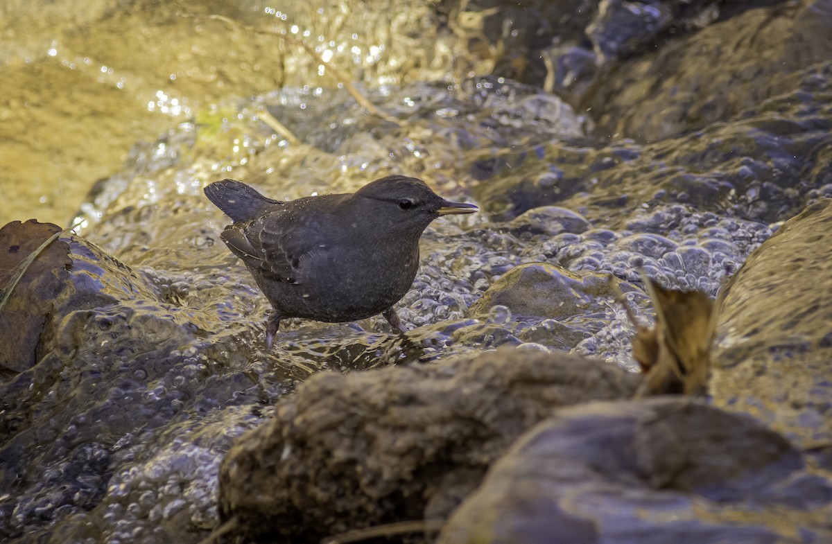 American Dipper - ML609296146