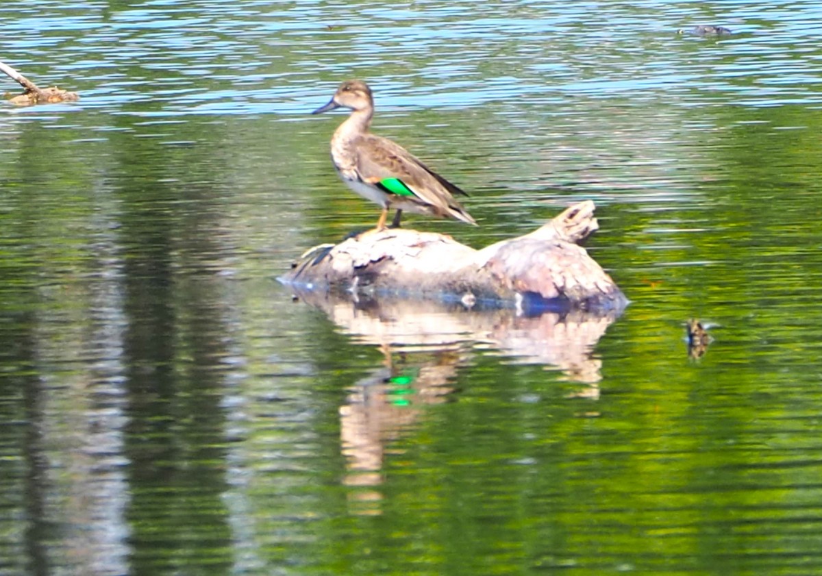 Green-winged Teal - ML609296332