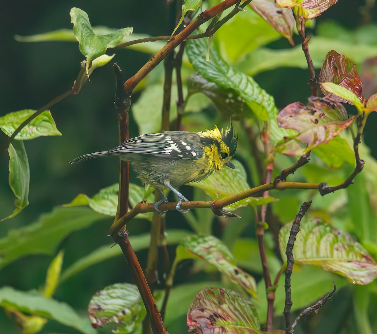 Yellow-cheeked Tit - Henry Witsken