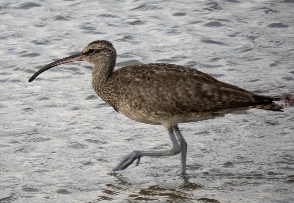 Whimbrel - Susan Davis