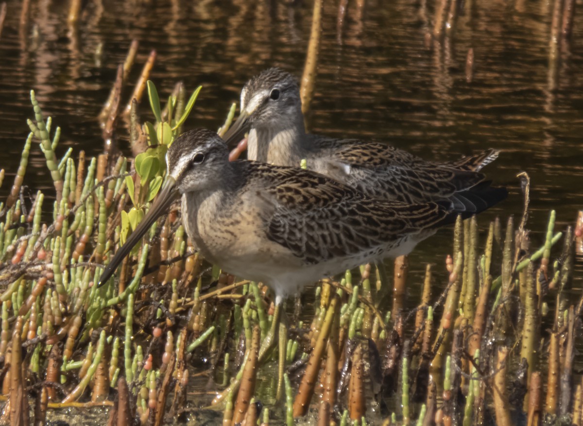 Short-billed Dowitcher - ML609296414