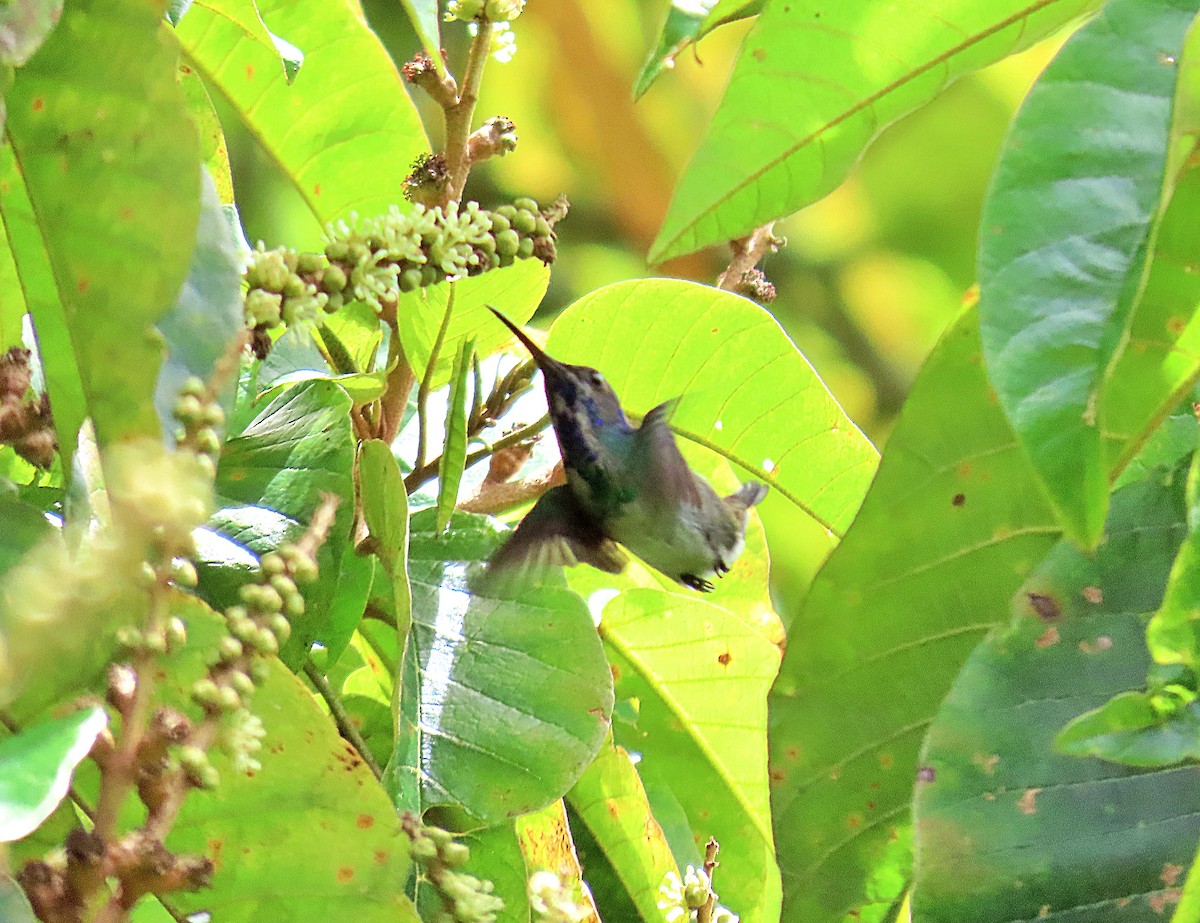 Violet-headed Hummingbird - Manuel Pérez R.