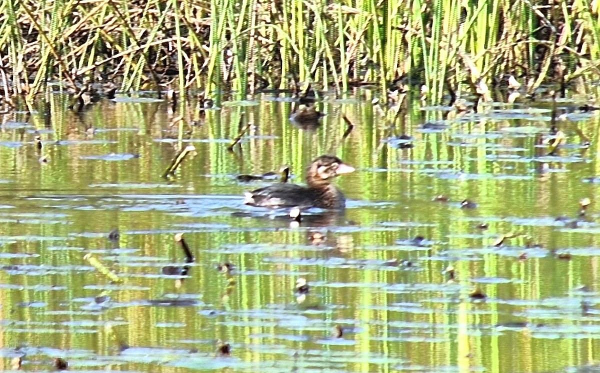 Pied-billed Grebe - ML609296431