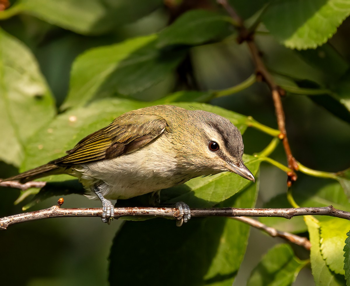 Red-eyed Vireo - Bill Davison