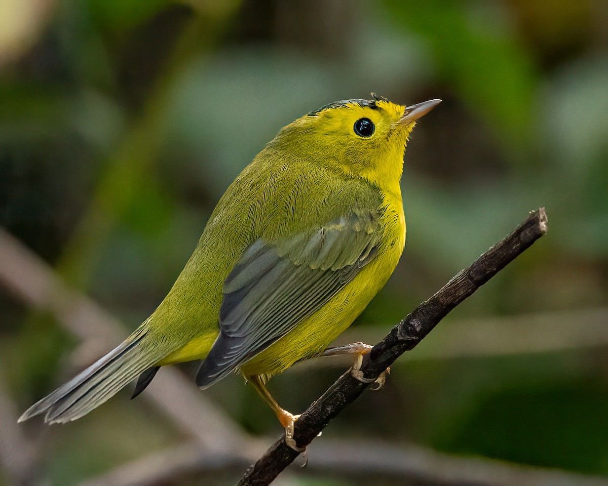 Wilson's Warbler - ML609296538