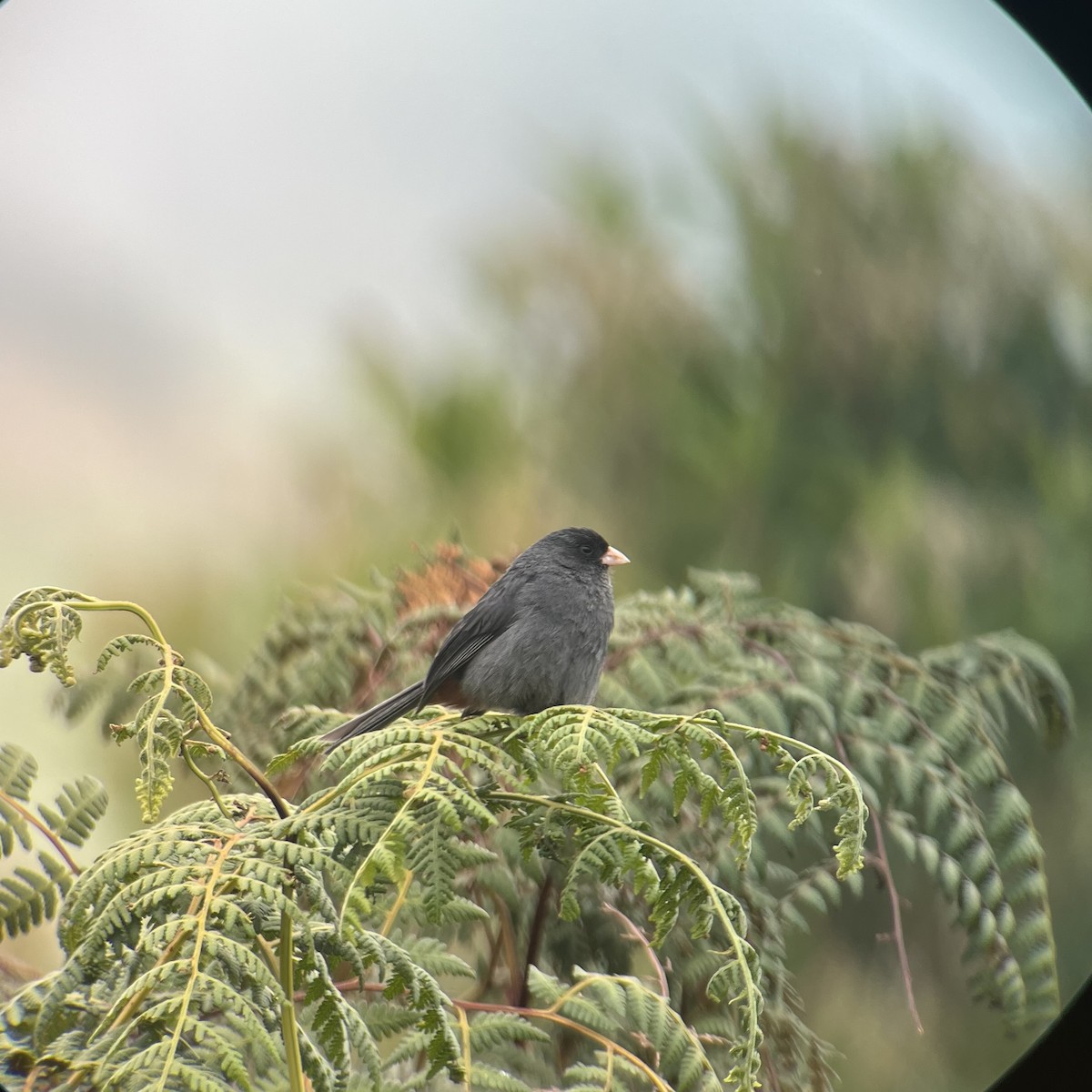 Paramo Seedeater - ML609296548