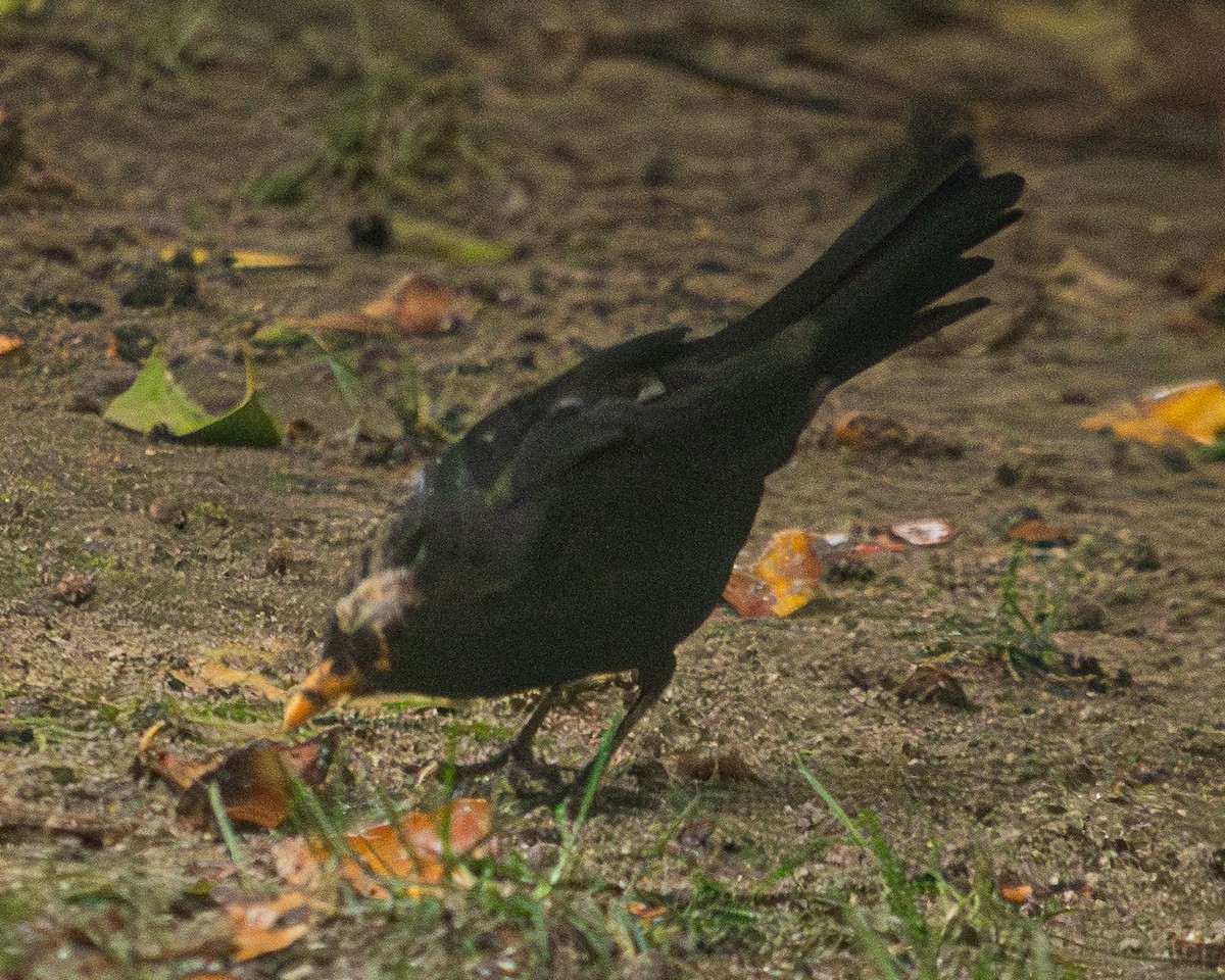 Eurasian Blackbird - ML609296580