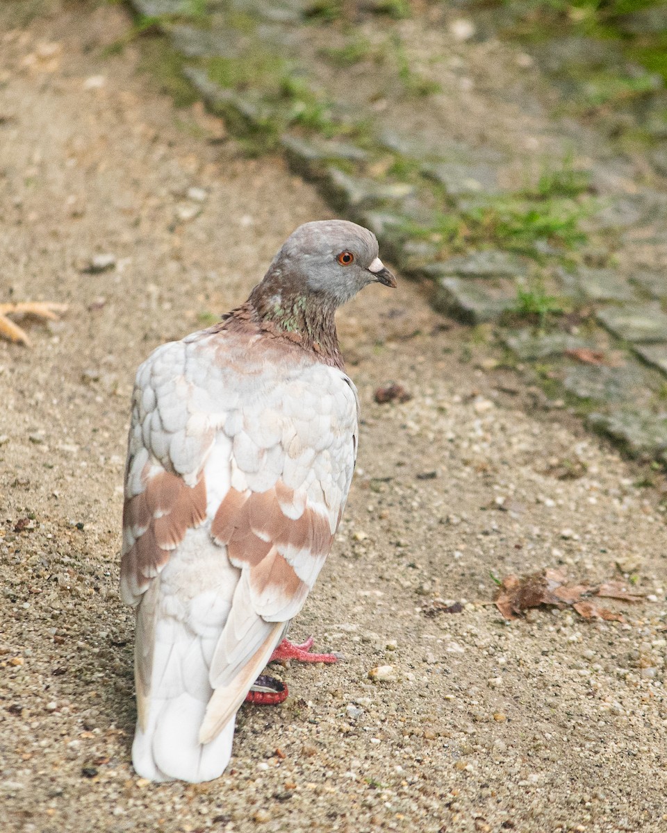 Rock Pigeon (Feral Pigeon) - ML609296603