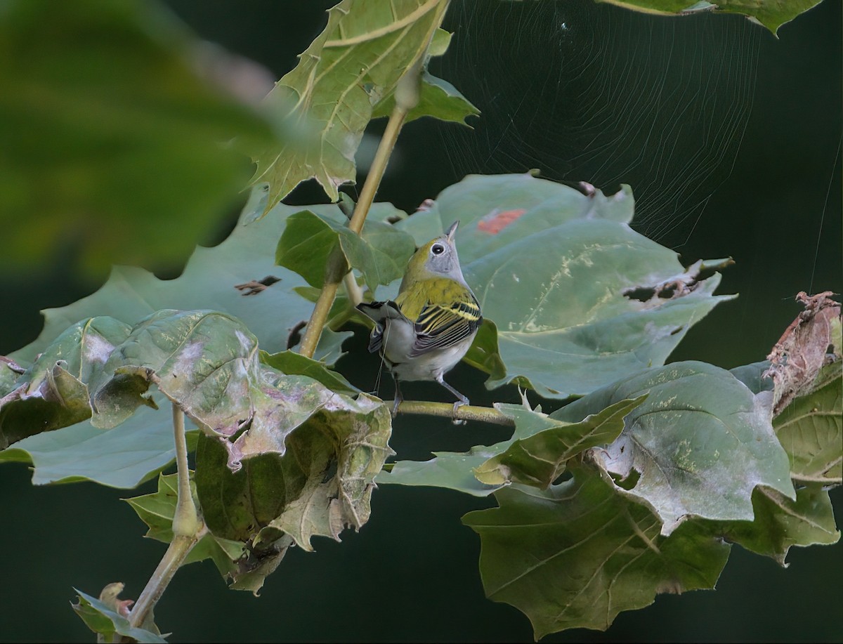 Chestnut-sided Warbler - ML609296632