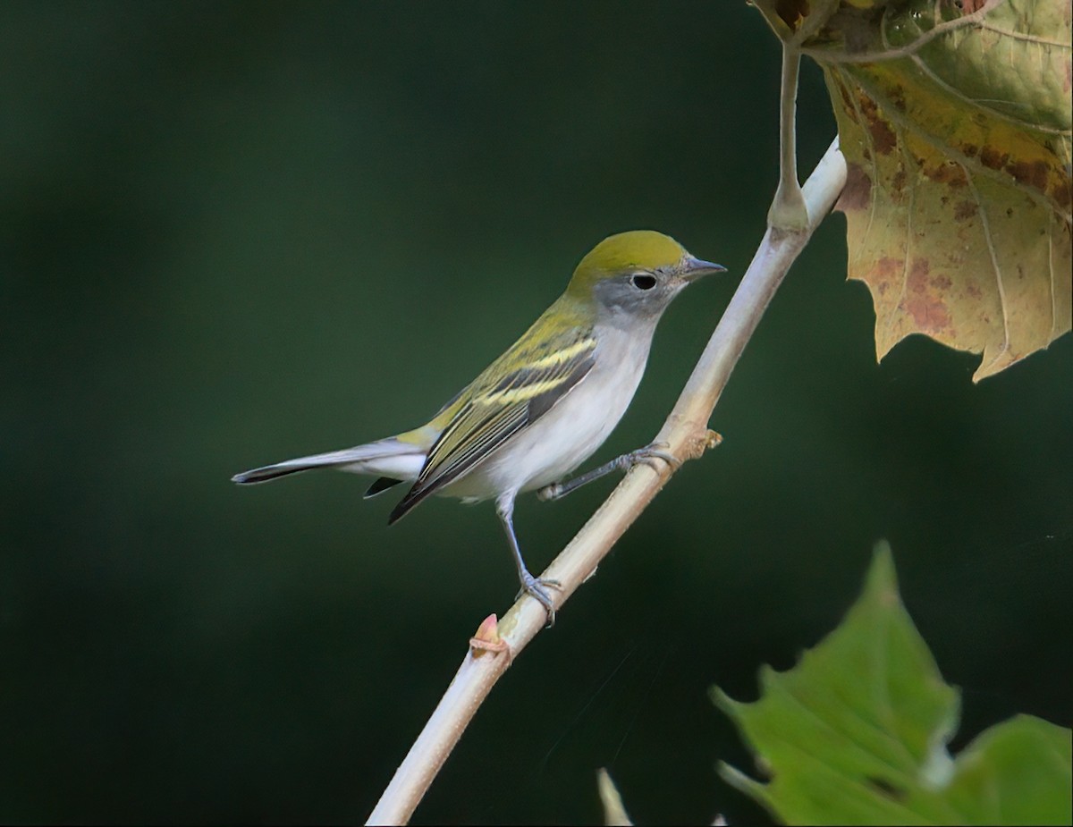 Chestnut-sided Warbler - ML609296650