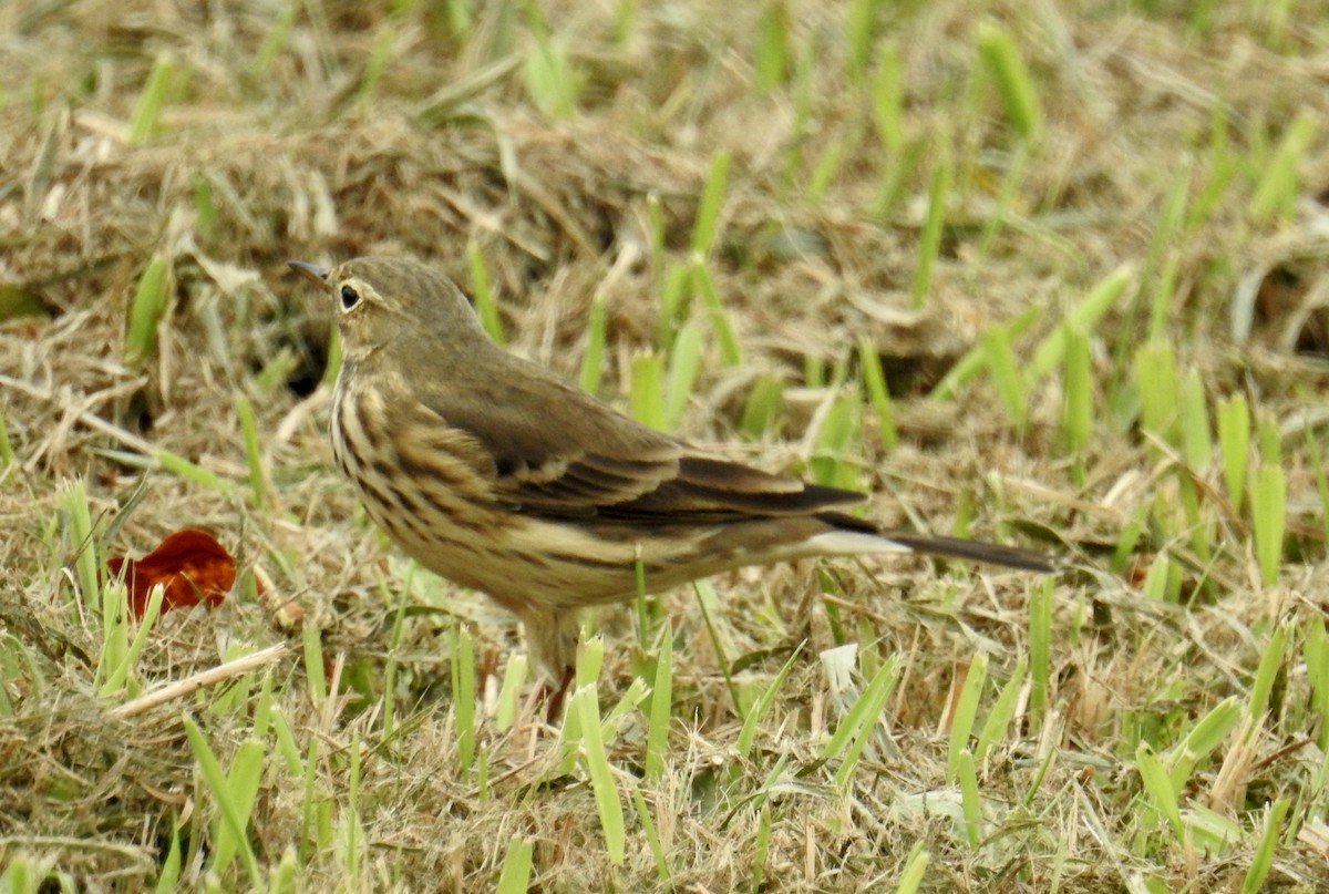 American Pipit - ML609296655