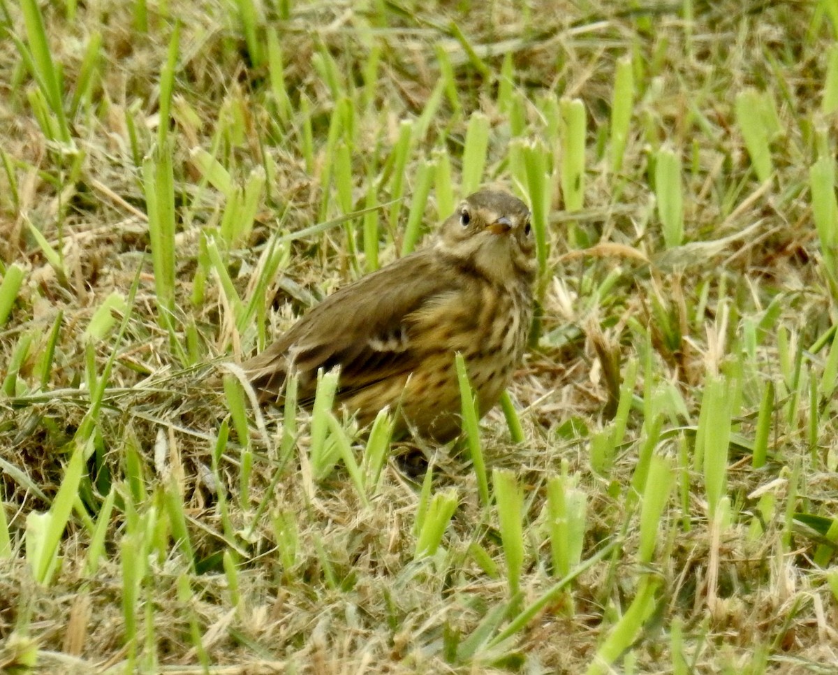 American Pipit - ML609296657