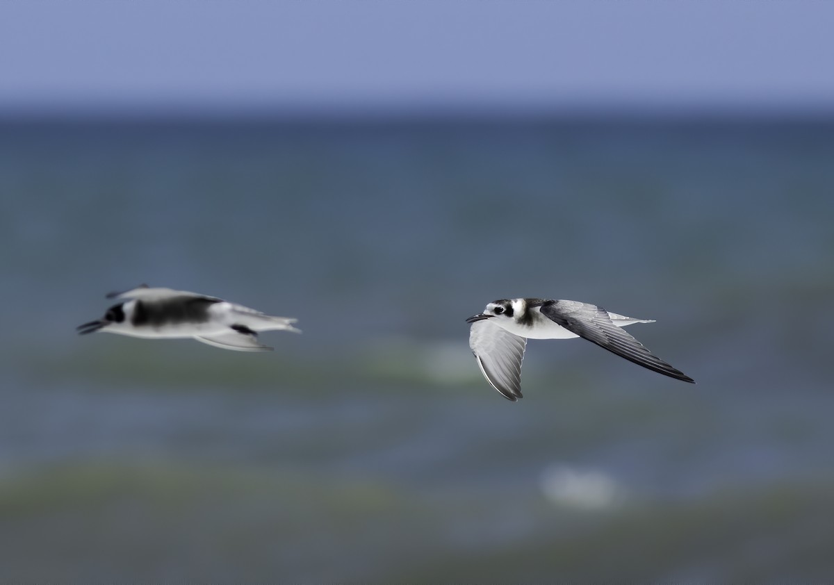 Black Tern - ML609296671