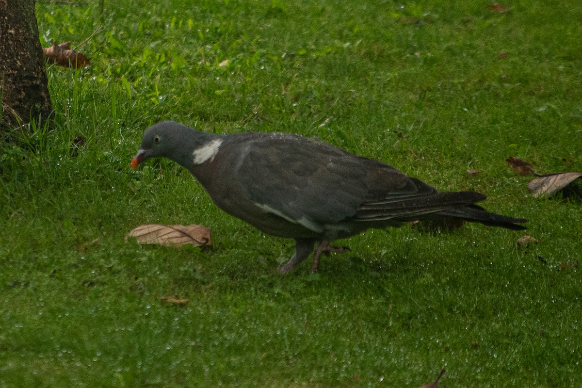 Common Wood-Pigeon - ML609296684