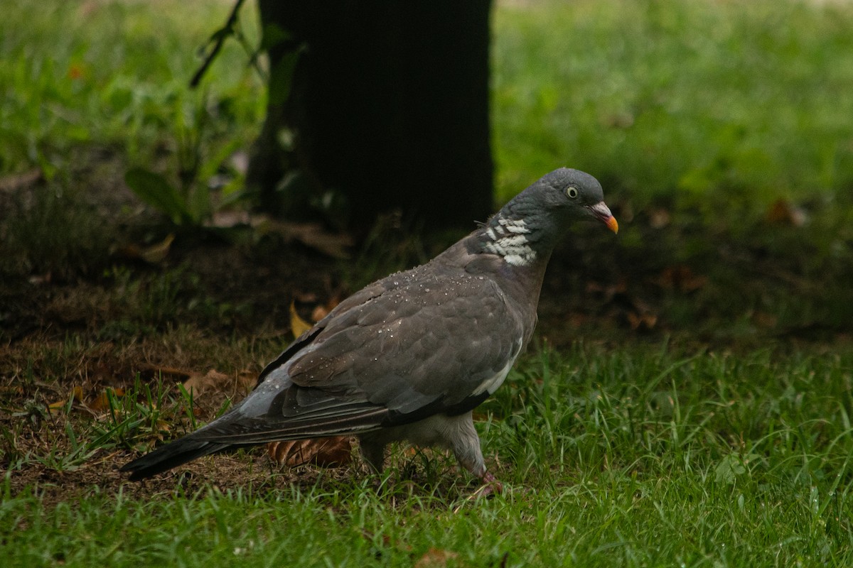 Common Wood-Pigeon - ML609296686