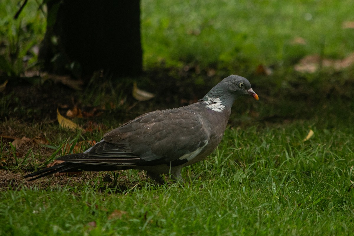Common Wood-Pigeon - ML609296687