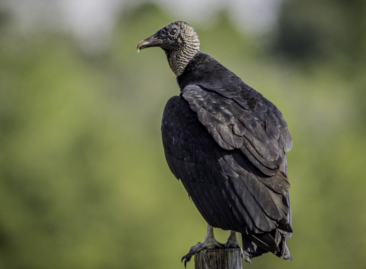 Black Vulture - Matthew Jolley