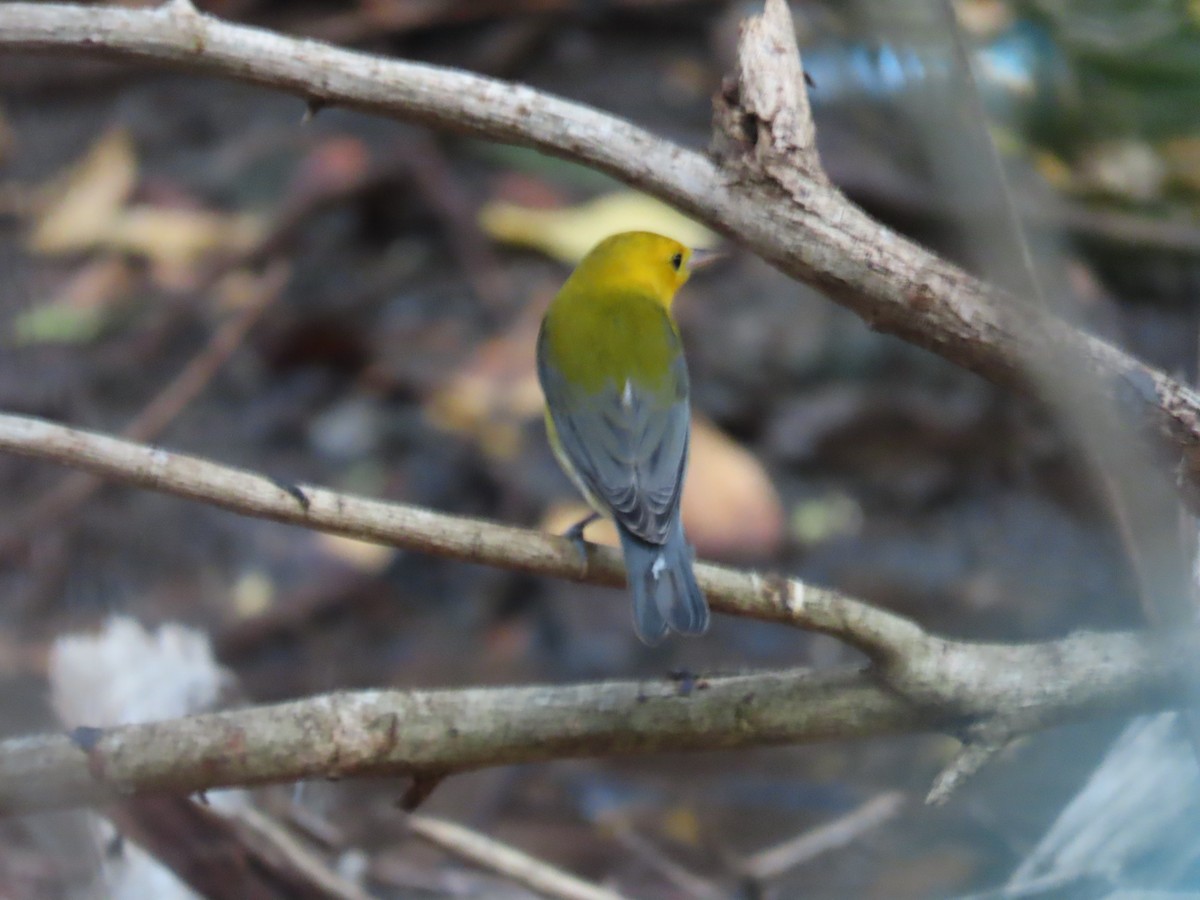 Prothonotary Warbler - robert wellens