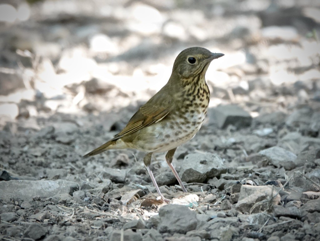 Swainson's Thrush - Rick Taylor