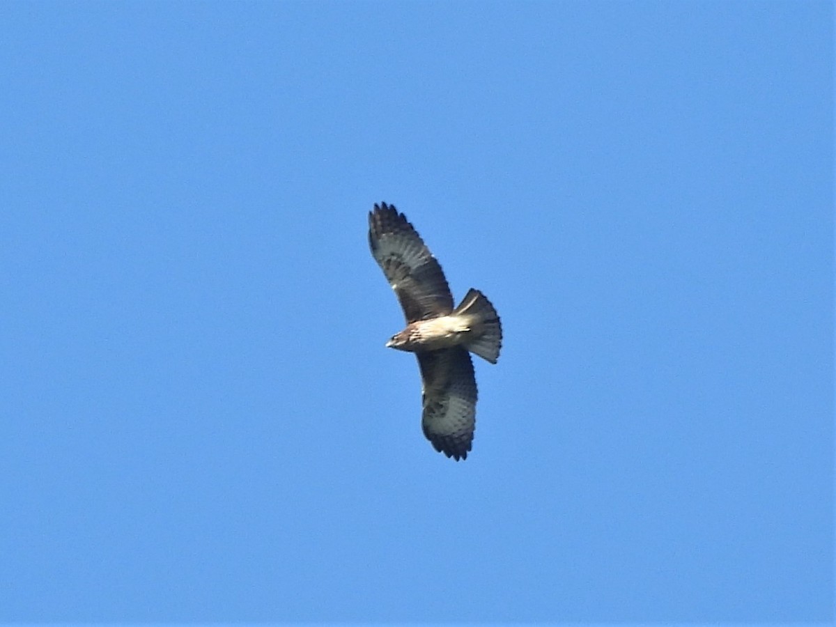 Águila Papú - ML609296785