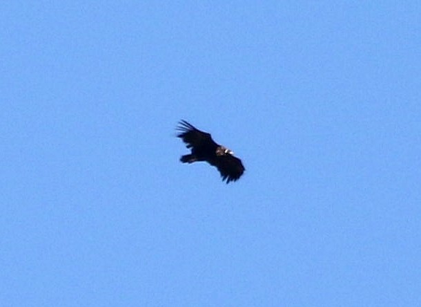 Cinereous Vulture - Miguel García