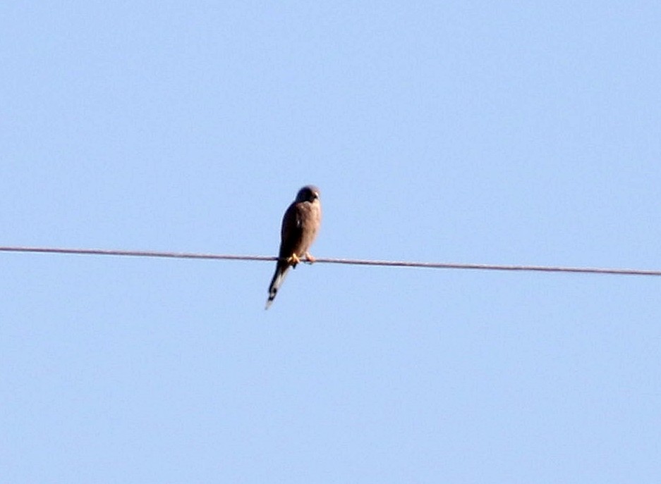 Eurasian Kestrel - ML609296894