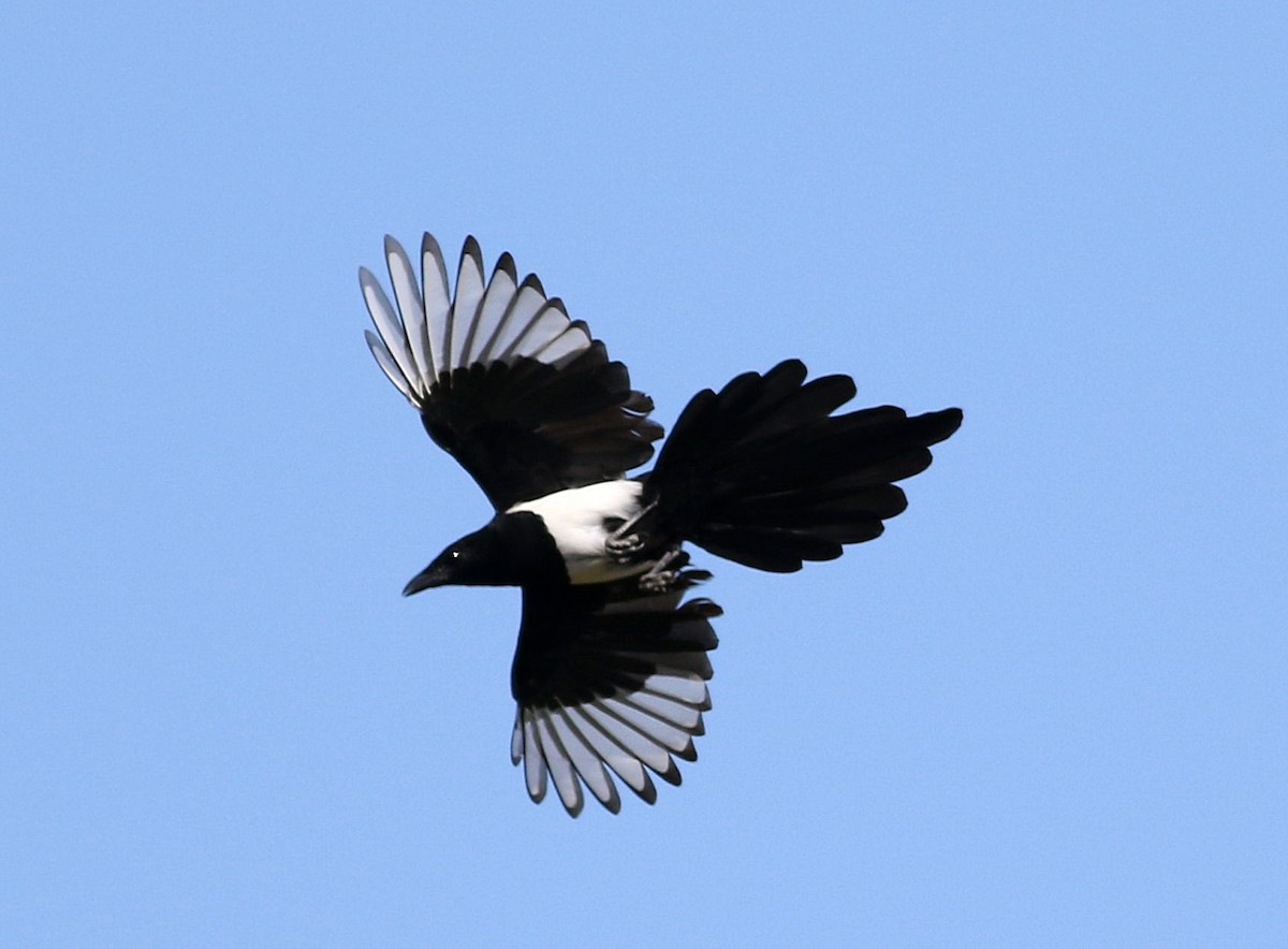 Eurasian Magpie - ML609296906