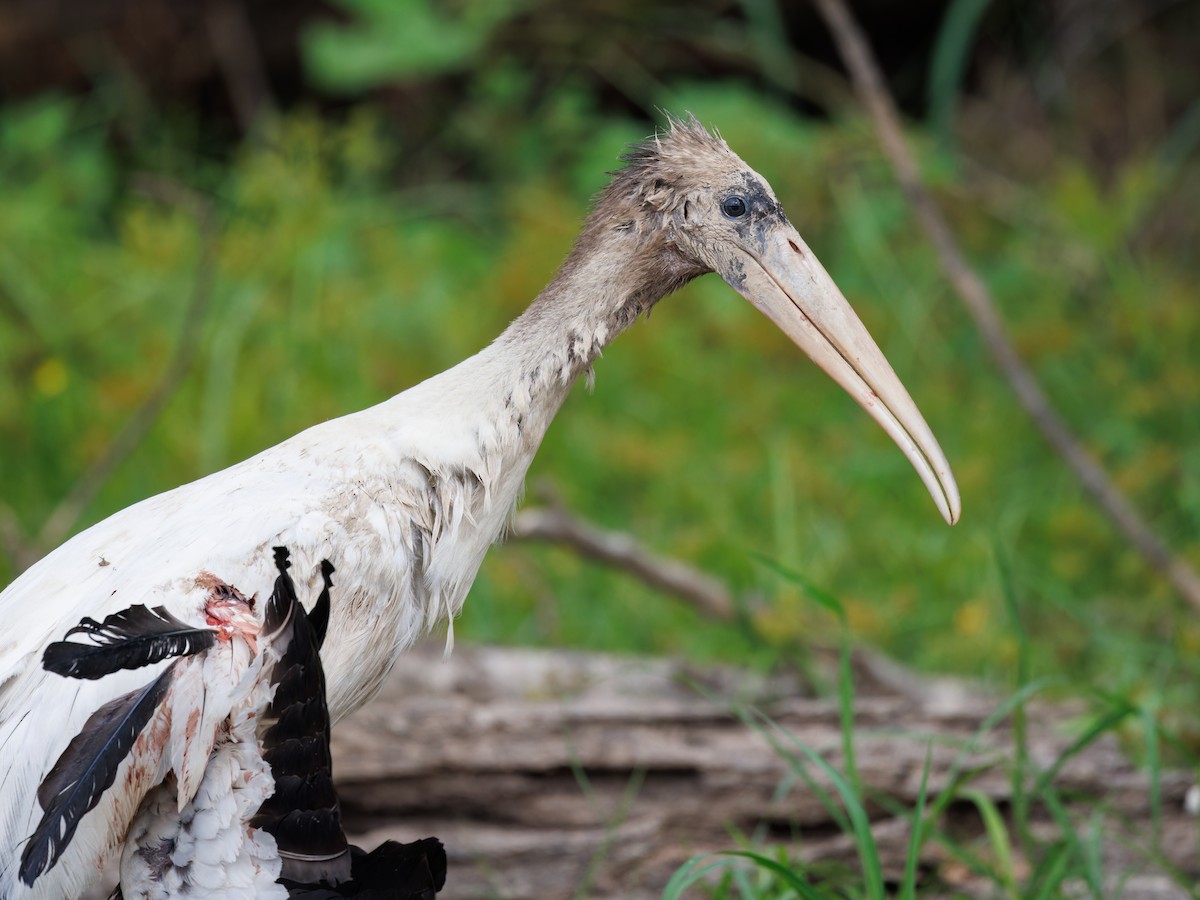 Wood Stork - ML609297060