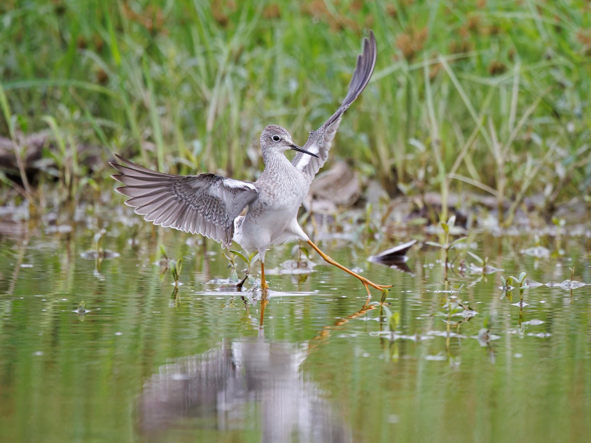 Lesser Yellowlegs - ML609297064