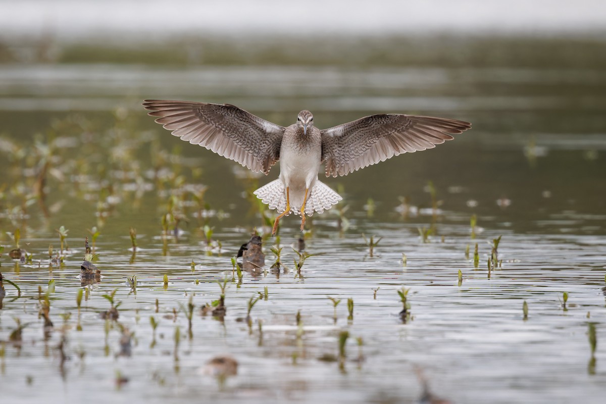 Lesser Yellowlegs - ML609297067