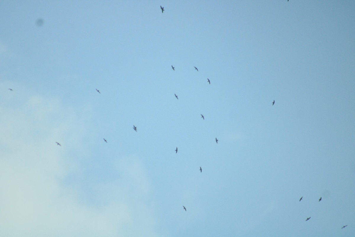 White-collared Swift - Fátima Ballinas