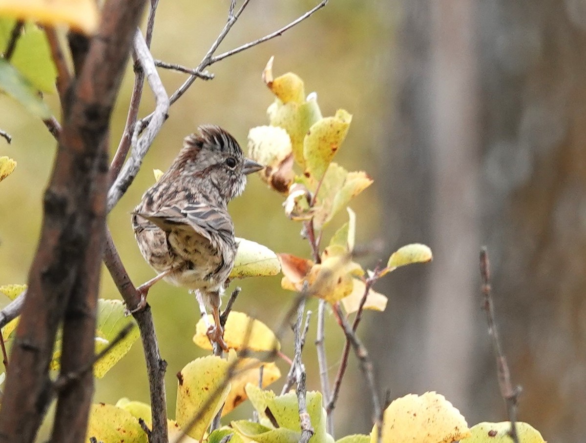 Lincoln's Sparrow - ML609297166