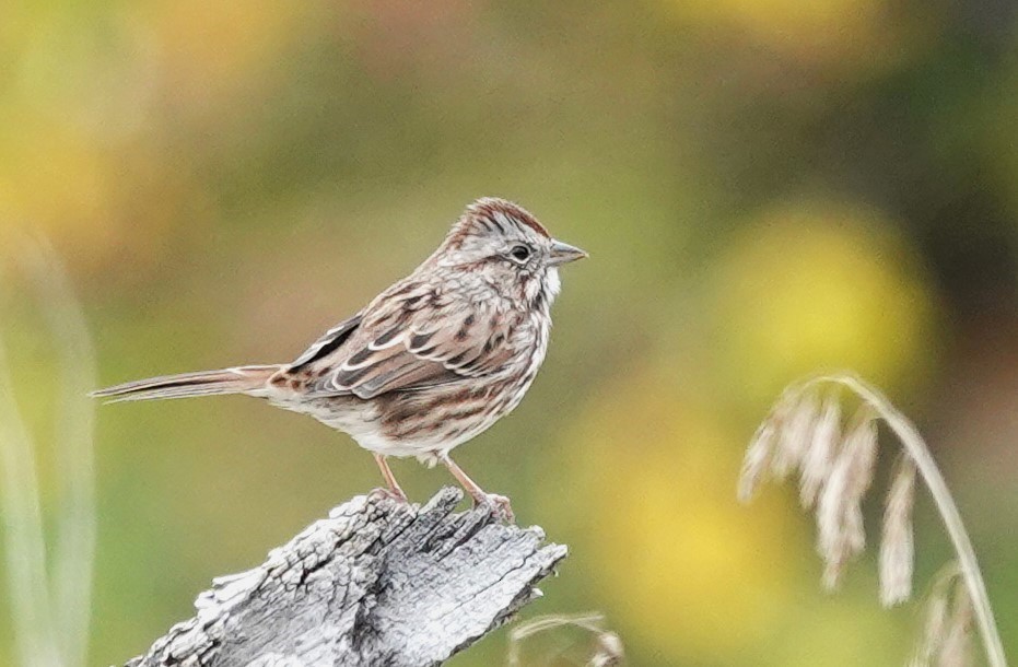 Lincoln's Sparrow - ML609297170