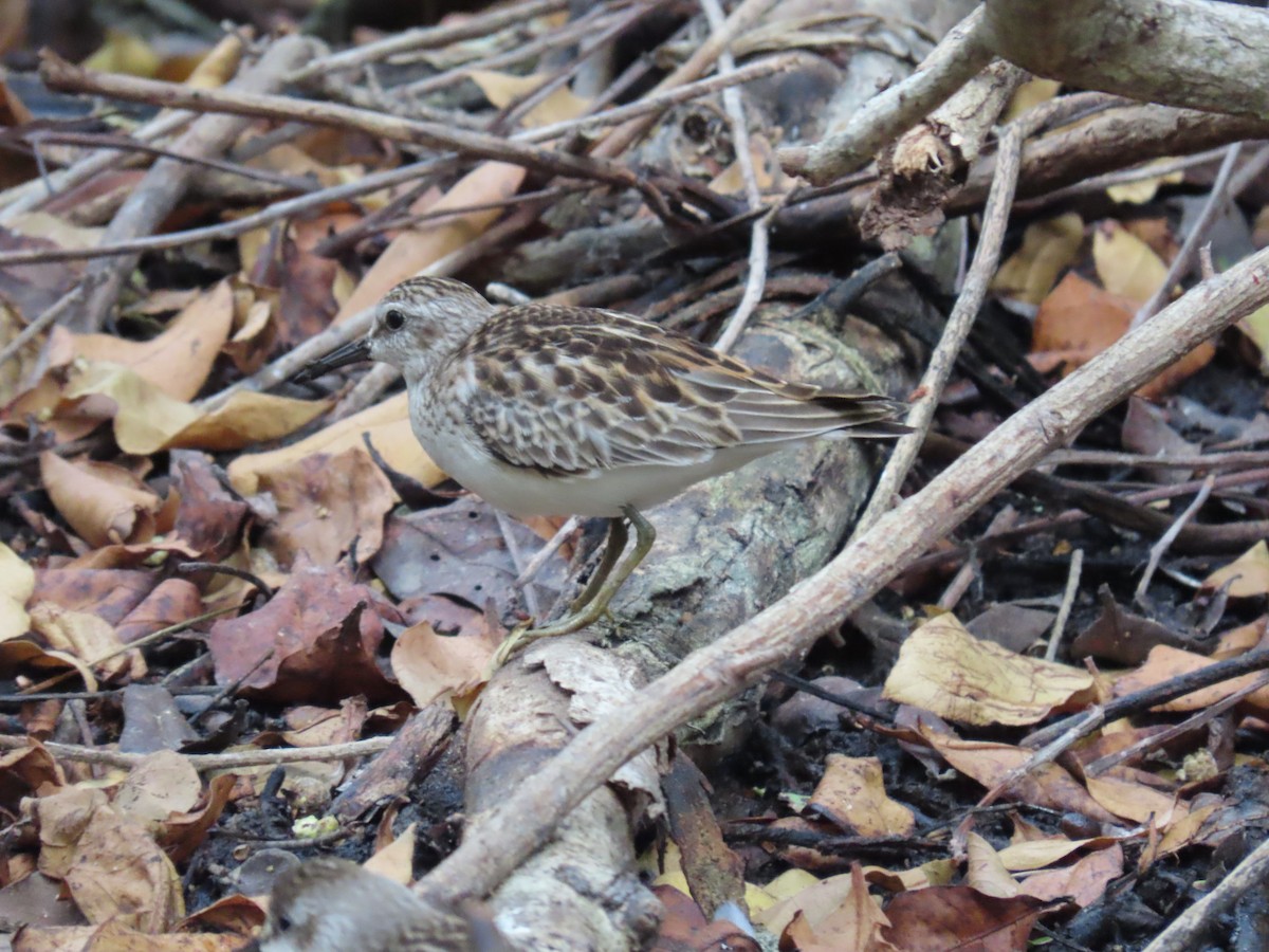 pygmésnipe - ML609297189