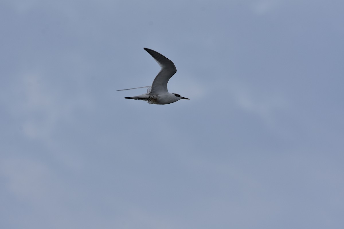 Sandwich Tern - ML609297408