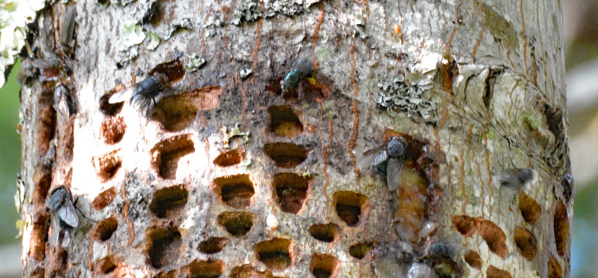 Yellow-bellied Sapsucker - ML609297603