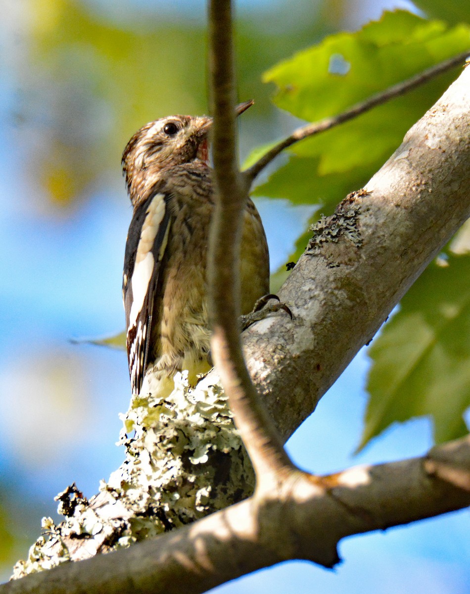 Yellow-bellied Sapsucker - ML609297604