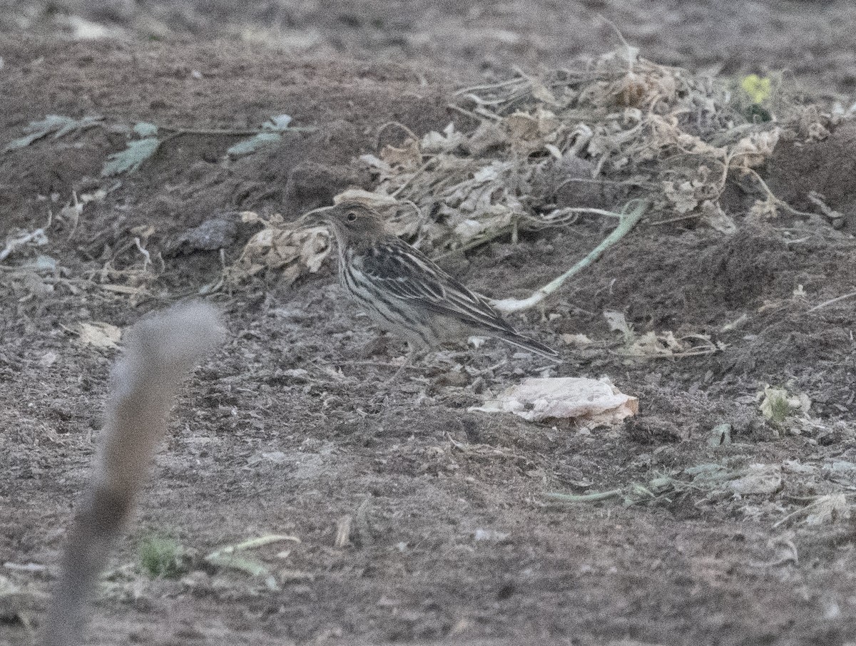 Red-throated Pipit - David Darrell-Lambert