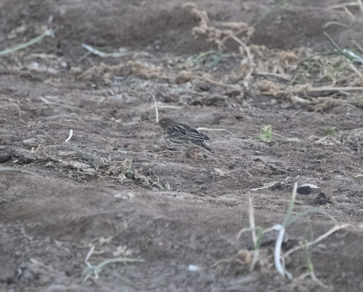 Red-throated Pipit - David Darrell-Lambert