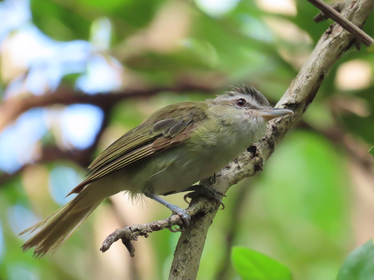 skjeggvireo - ML609297737