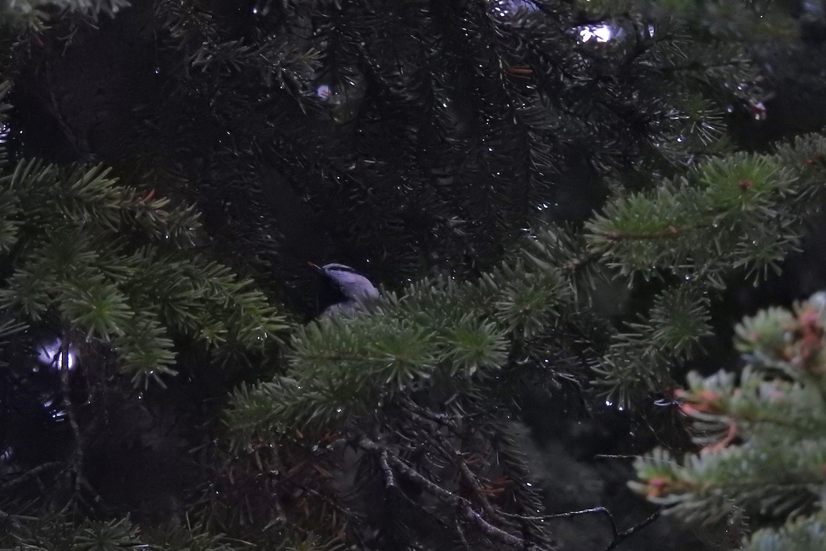 Mountain Chickadee - Darlene Cancelliere