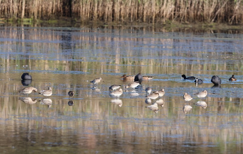 Bar-tailed Godwit - ML609297827