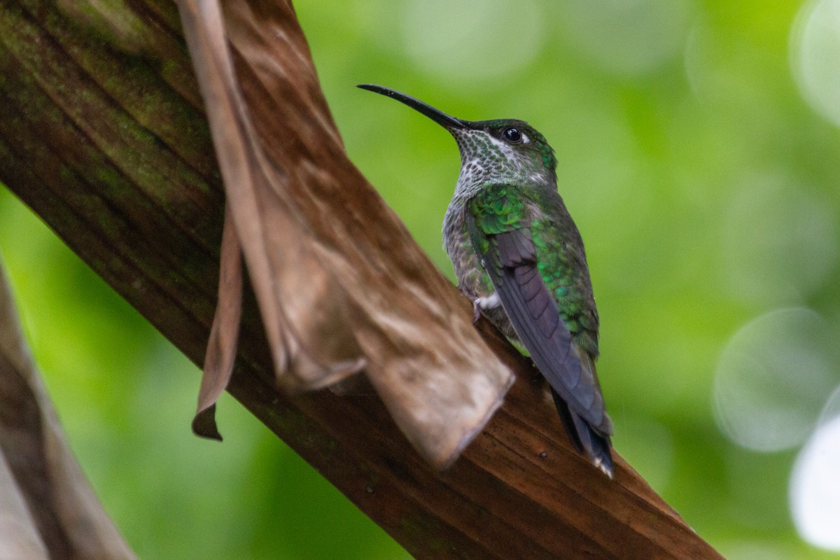 kolibřík fialovoprsý - ML609297835