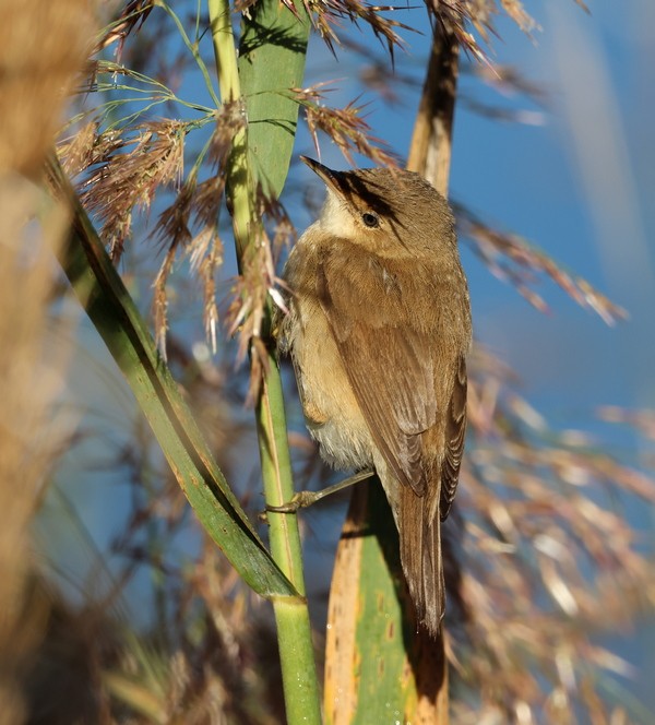 Common Reed Warbler - ML609297856