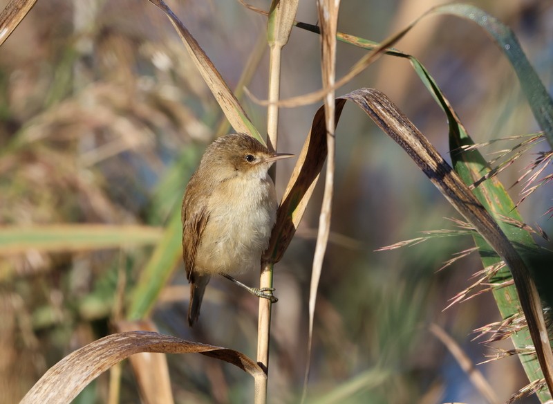 Common Reed Warbler - ML609297857