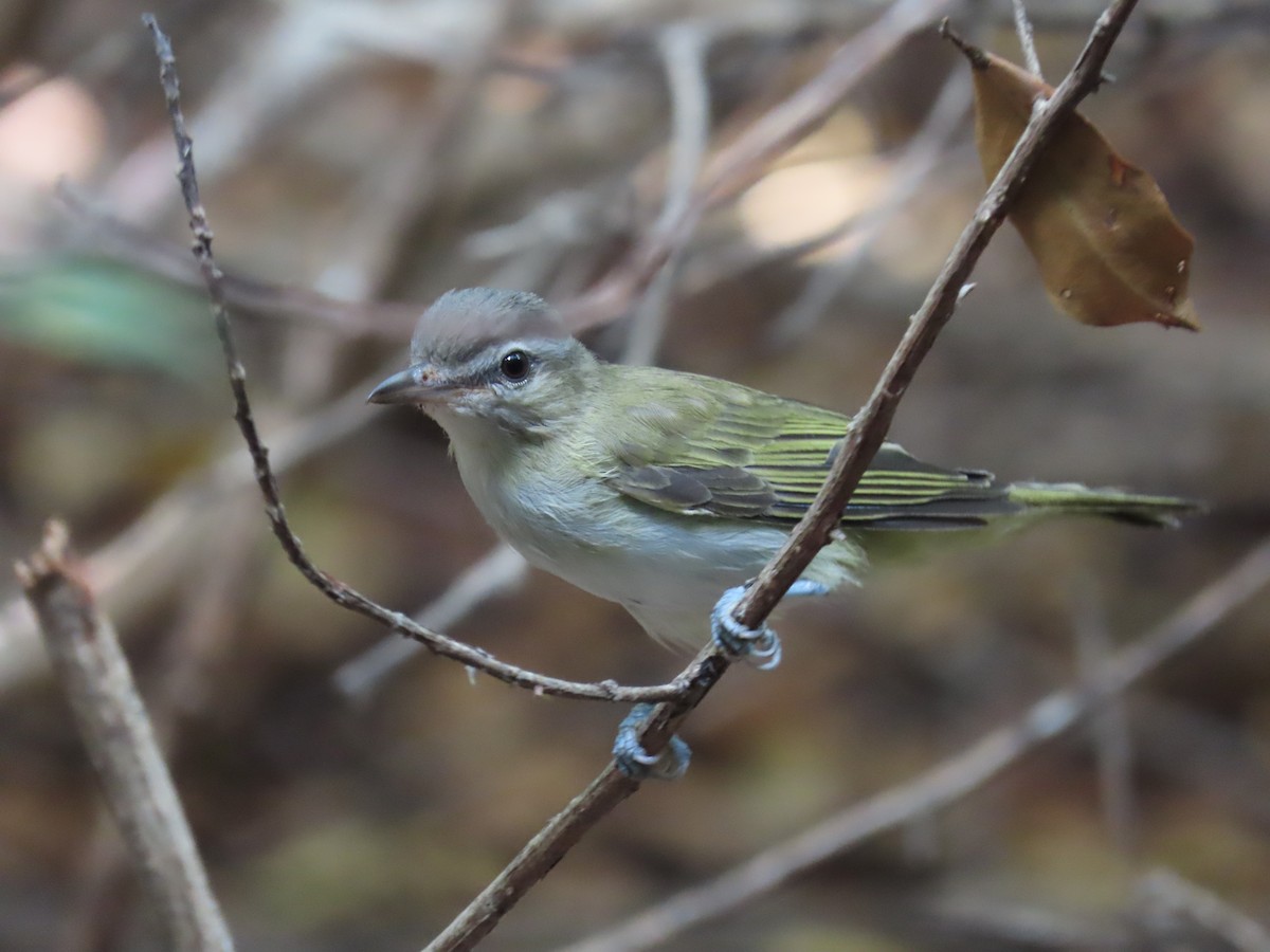 skjeggvireo - ML609297863