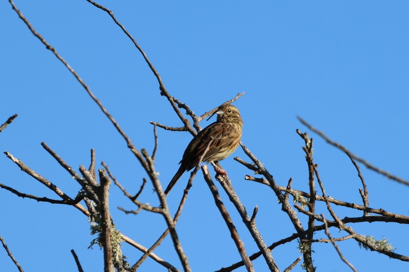 Cirl Bunting - ML609297869